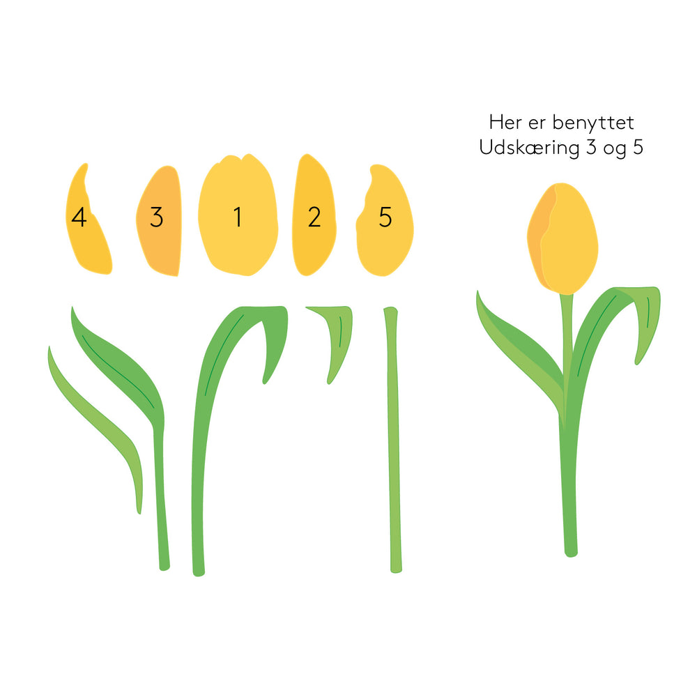 Tulipan die